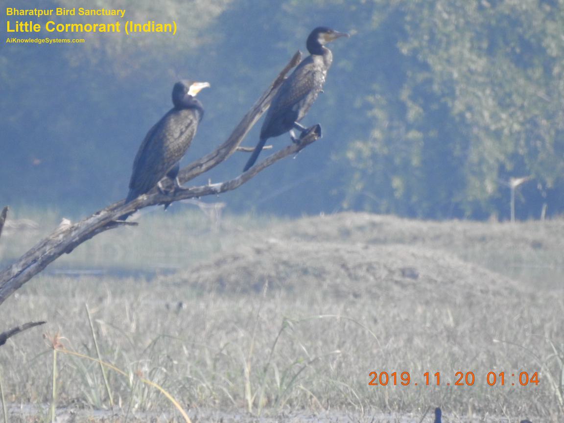 Cormorant Indian (17) Coming Soon